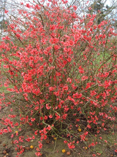 Chaenomeles japonica